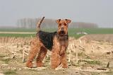 WELSH TERRIER 061